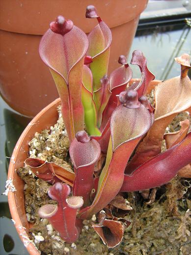 Heliamphora elongata 