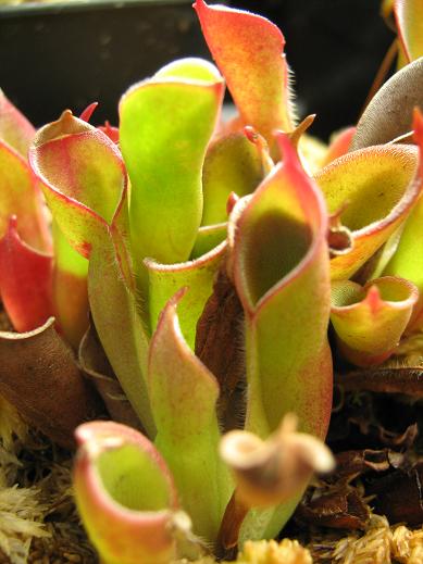 Heliamphora elongata 