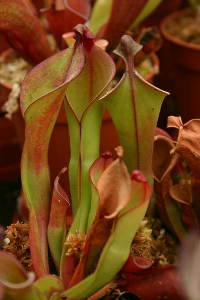 Heliamphora elongata 