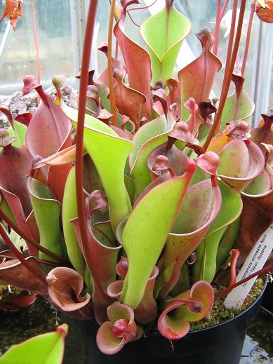 Heliamphora elongata 