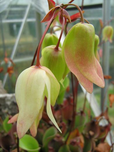 Heliamphora elongata 