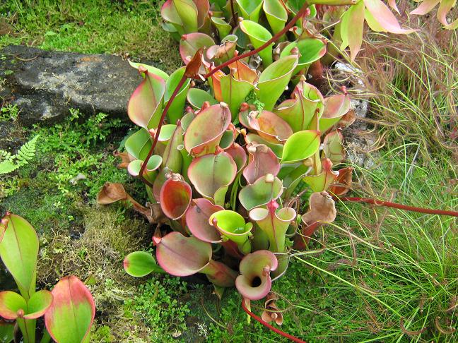 Heliamphora nutans 