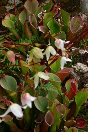 Heliamphora nutans 