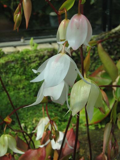 Heliamphora nutans 