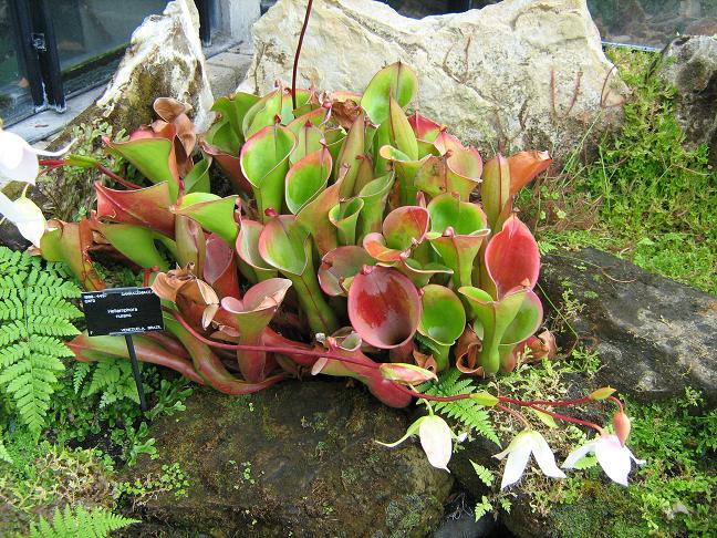 Heliamphora nutans 