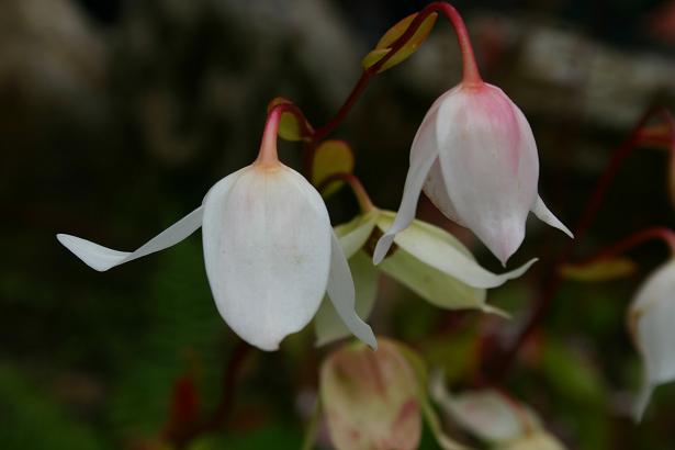 Heliamphora nutans 