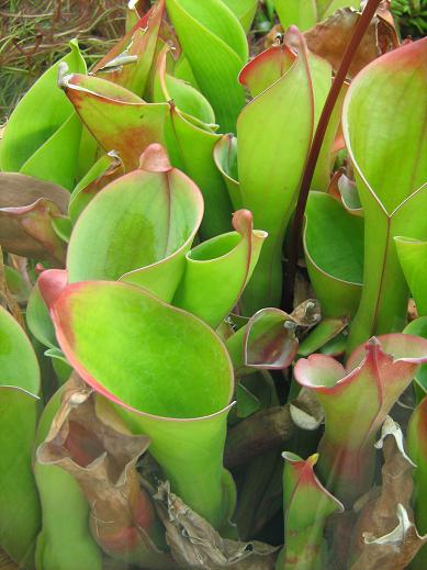 Heliamphora nutans 