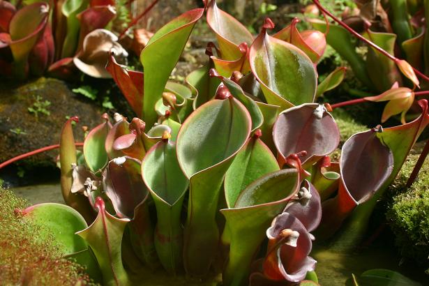 Heliamphora nutans 