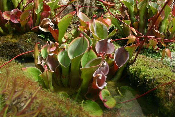 Heliamphora nutans 