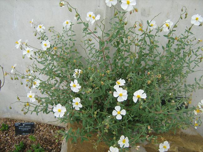 Helianthemum almeriensis 