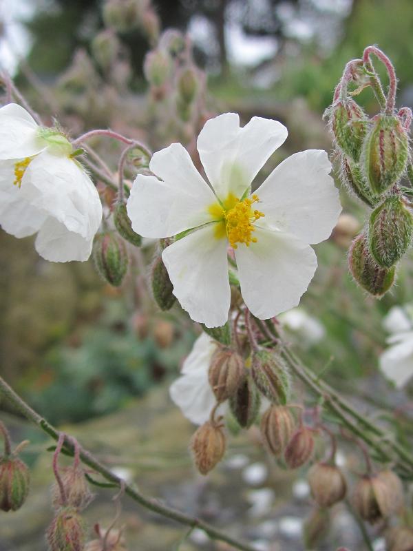 Helianthemum apenninum 