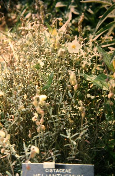 Helianthemum apenninum 