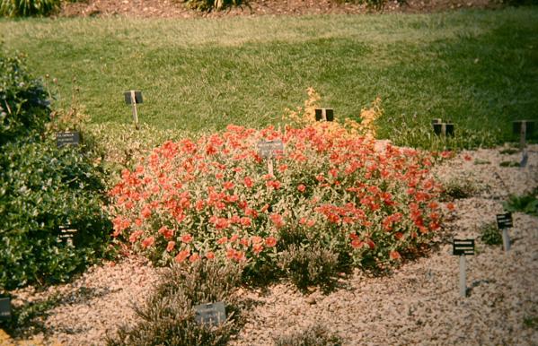 Helianthemum 'Bartons Scarlet' 