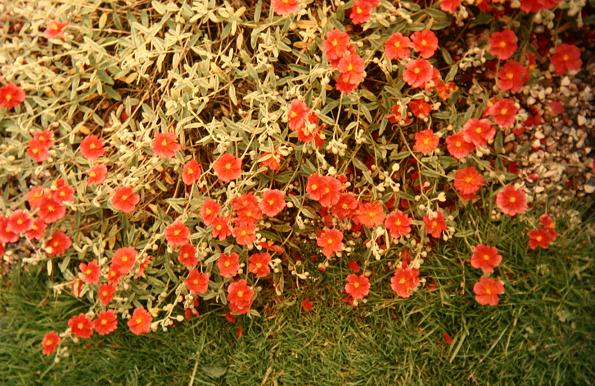 Helianthemum 'Henfield Brilliant' 