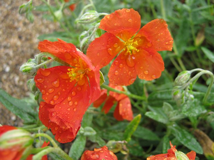 Helianthemum 'Henfield Brilliant' 