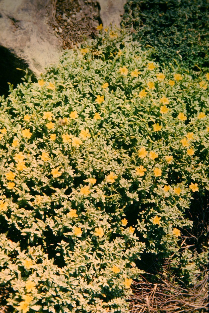 Helianthemum lunulatum 