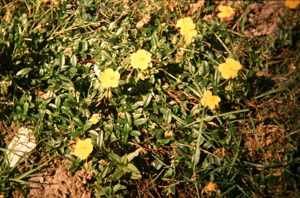 Helianthemum nummularium glabrum 