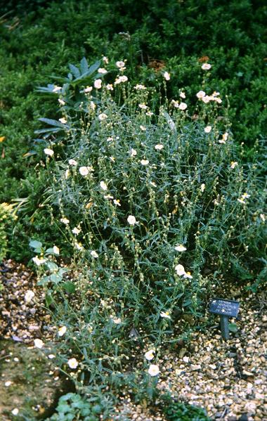 Helianthemum pilosum 