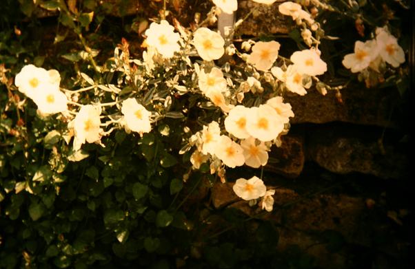 Helianthemum 'The Bride' 