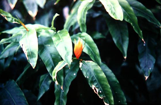 Heliconia aurantiacum 