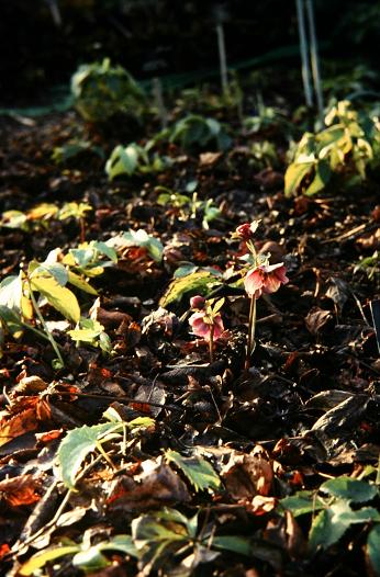 Helleborus atrorubens 