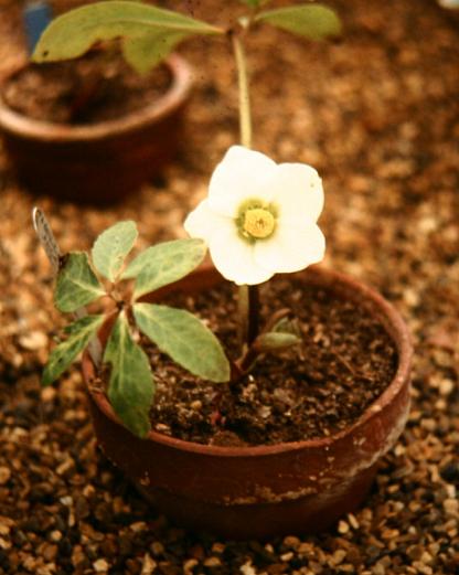 Helleborus niger 'Potters Wheel' 