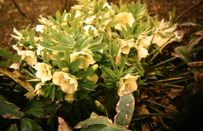 Helleborus orientalis 
