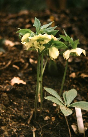 Helleborus orientalis 'Bowles Yellow' 