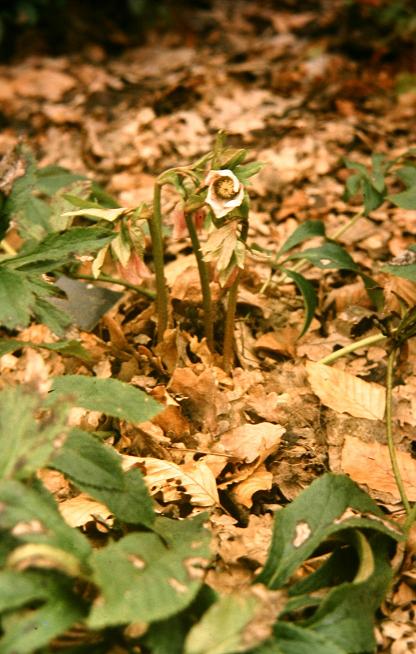 Helleborus orientalis guttatus 