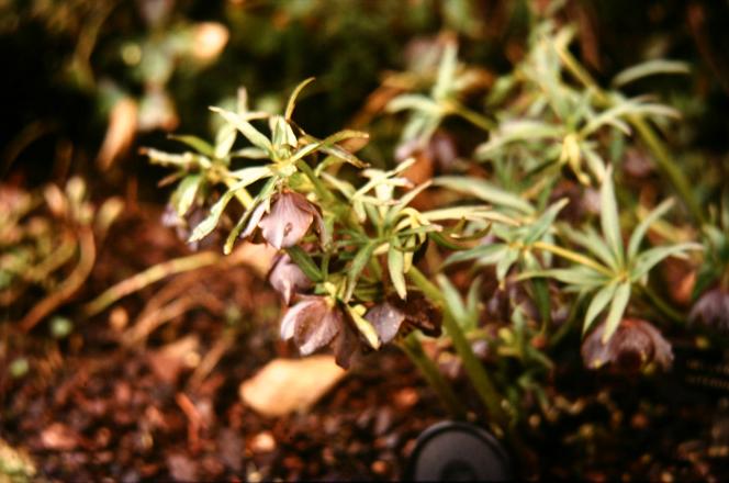 Helleborus torquatus 