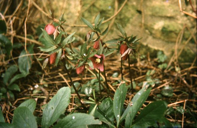 Helleborus torquatus 