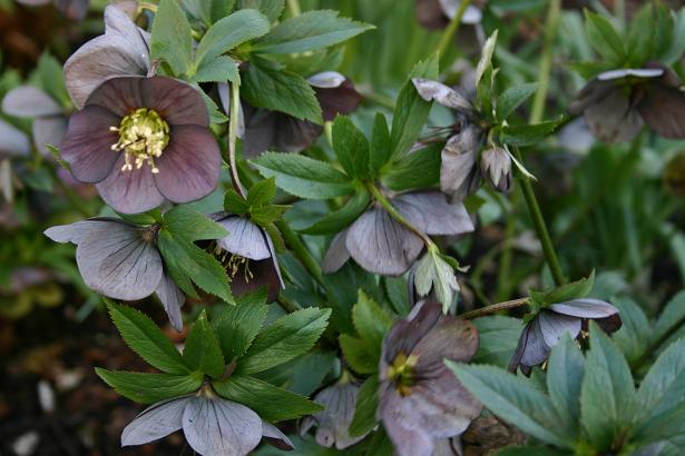 Helleborus x hybridus 