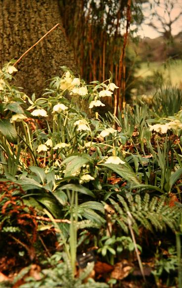 Helleborus x hybridus 