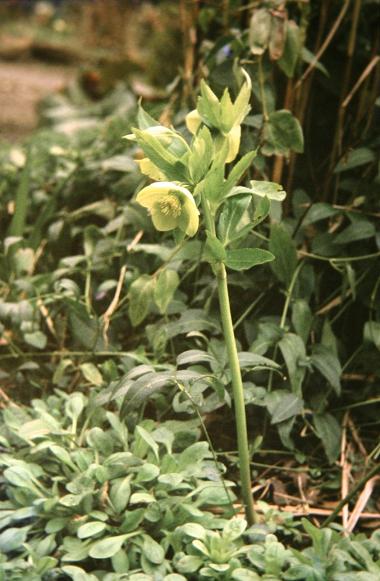 Helleborus x hybridus 