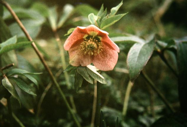 Helleborus x hybridus 