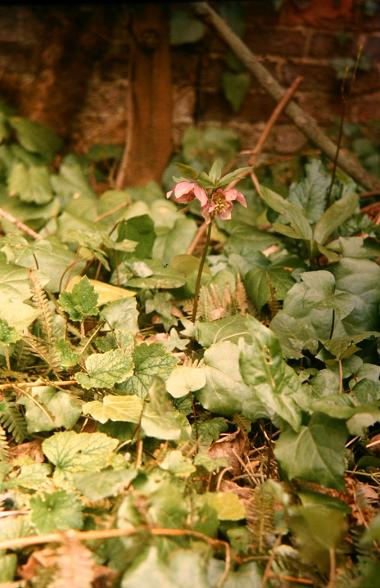 Helleborus x hybridus 