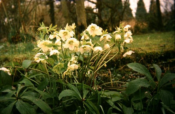 Helleborus x hybridus 