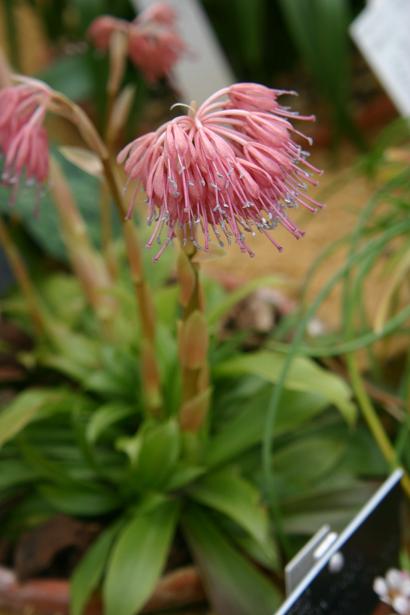 Heloniopsis acutifolia 