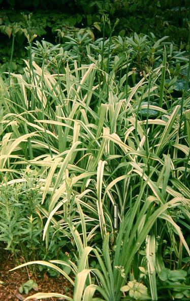 Hemerocallis 'Kwanso Variegated' 