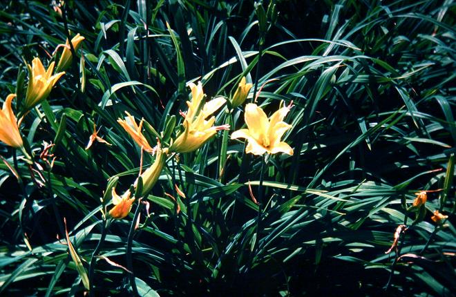 Hemerocallis x luteola 