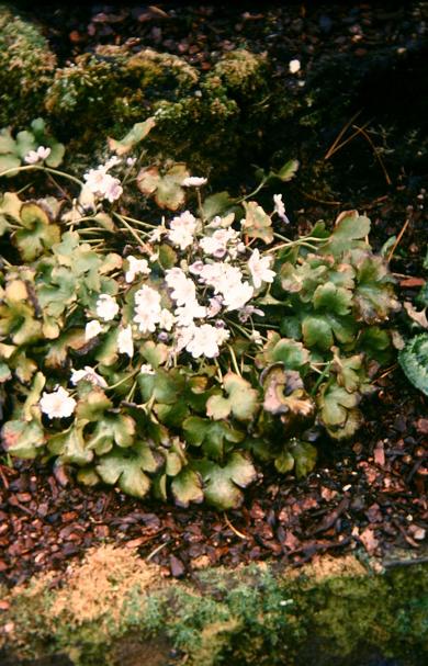 Hepatica transsilvanica 