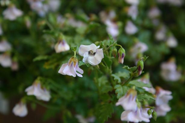 Hermannia coccocarpa 