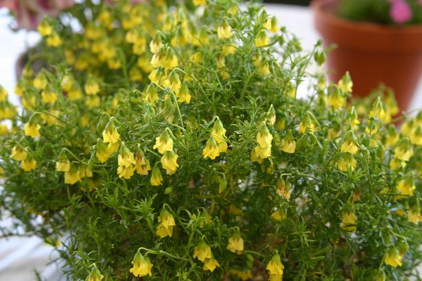 Hermannia pulchella 
