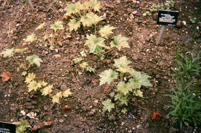 Heuchera americana 