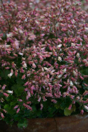 Heuchera micans 