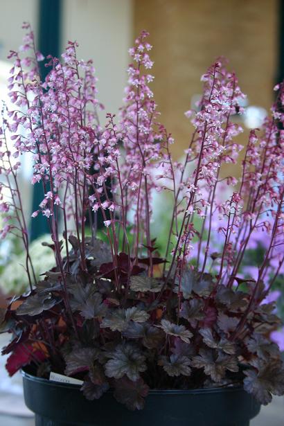 Heuchera 'Petite Pearl Fairy' 