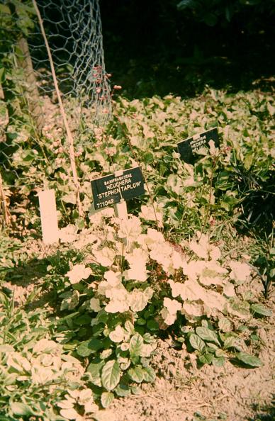 Heuchera 'Stephen Taffler' 