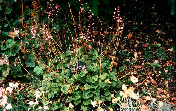 x Heucherella 'Bridget Bloom' 