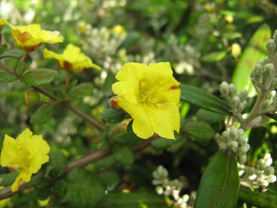 Hibbertia aspera 