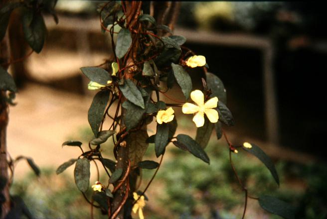 Hibbertia dentata 